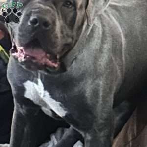 Aaliyah, Cane Corso Puppy